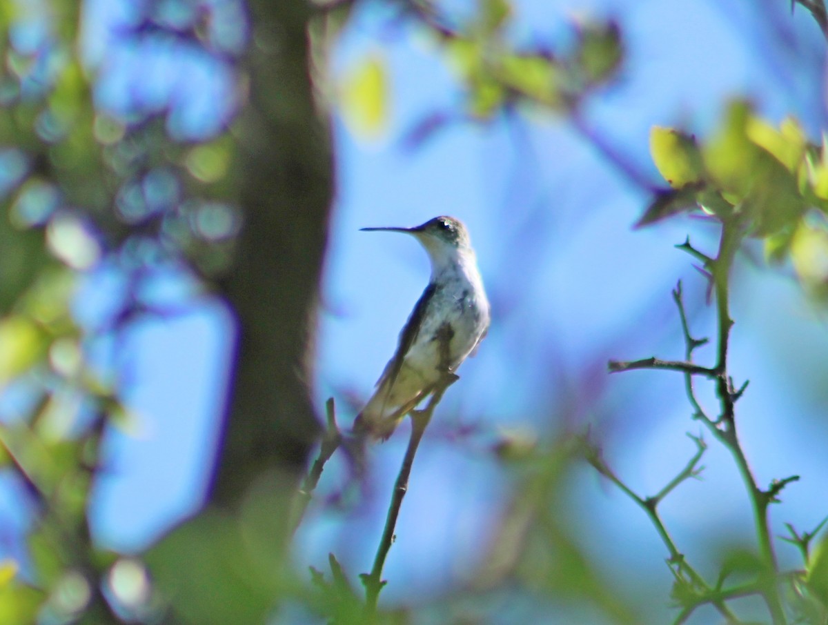 kolibřík cerradový - ML649240948