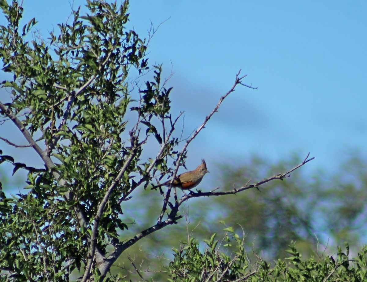 Crested Gallito - ML649241004