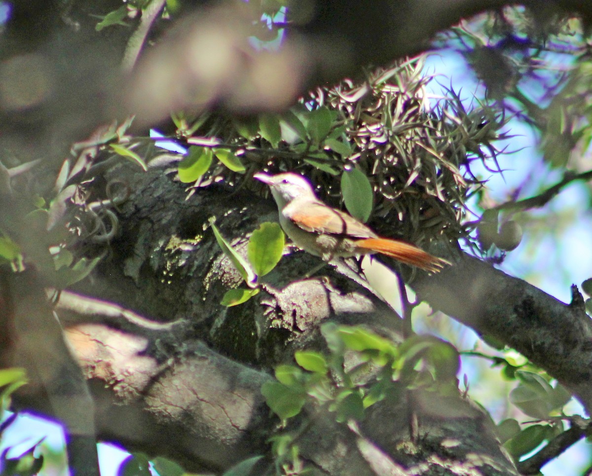 Stripe-crowned Spinetail - ML649241034