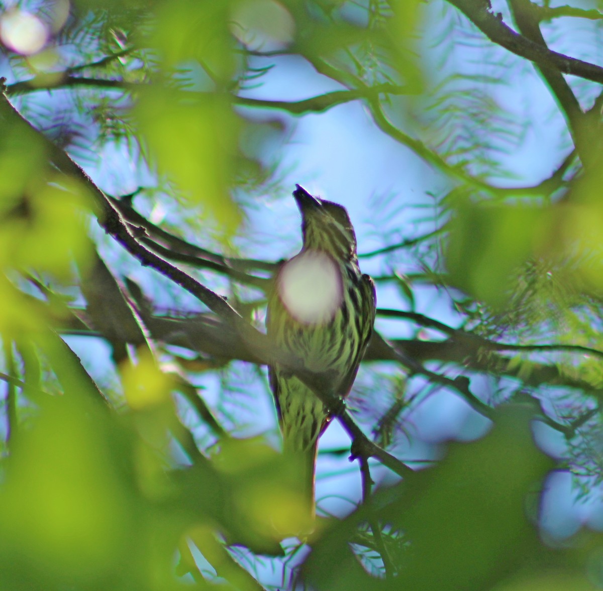 Streaked Flycatcher - ML649241067
