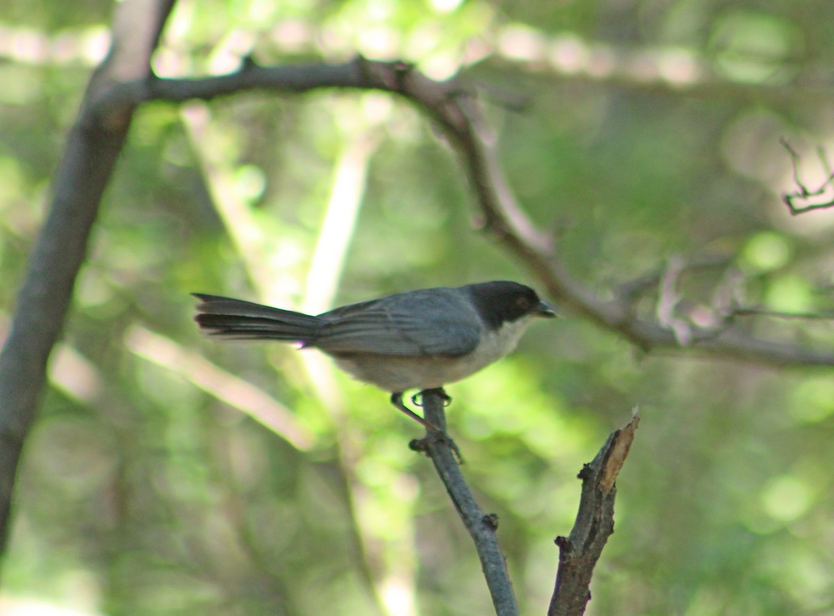 Black-capped Warbling Finch - ML649241169