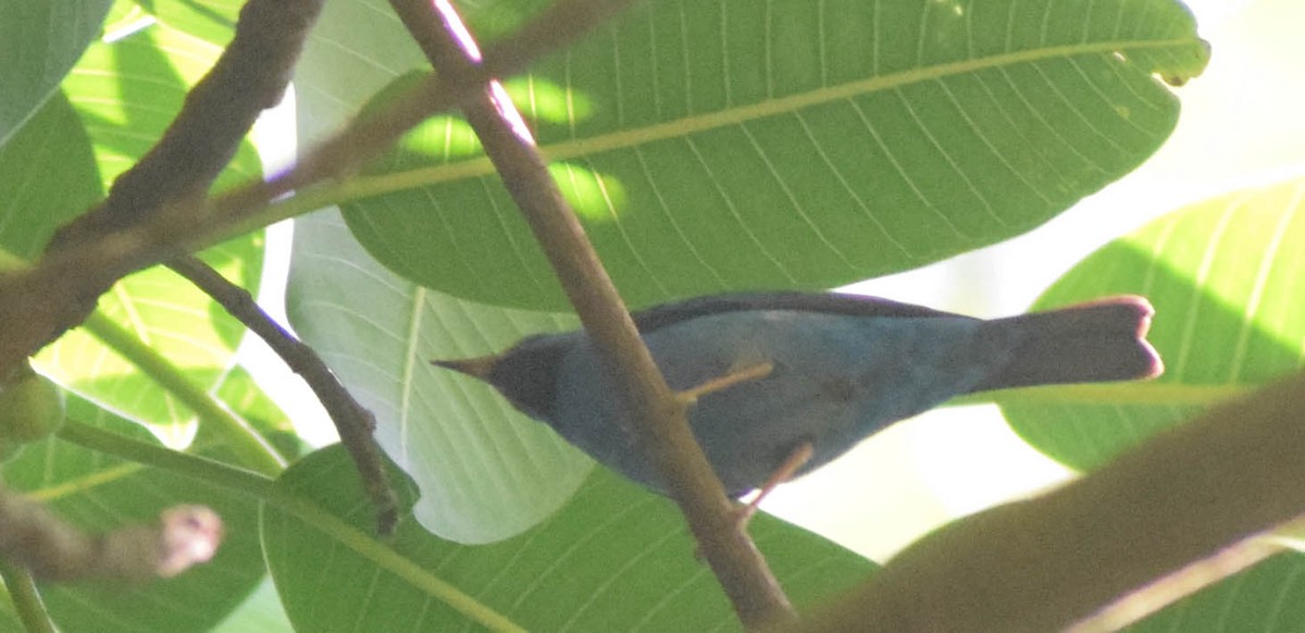 Blue Dacnis - ML649241216