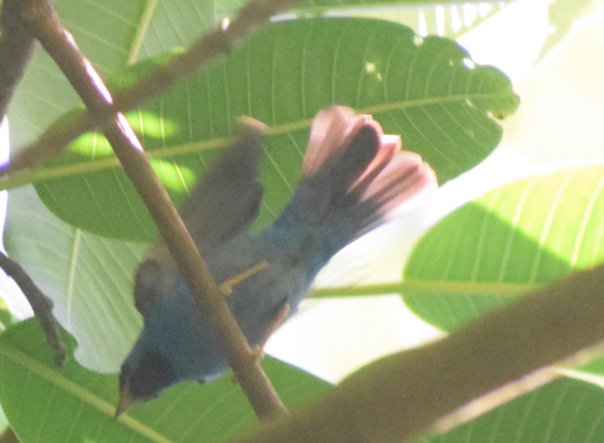 Blue Dacnis - ML649241217