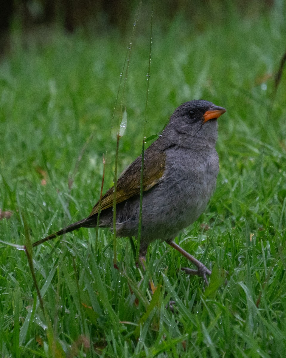 Great Pampa-Finch - ML649241508