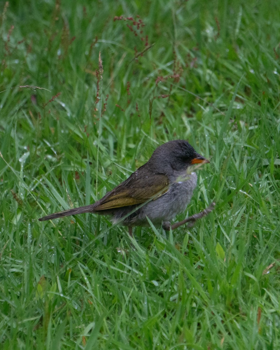 Great Pampa-Finch - ML649241509