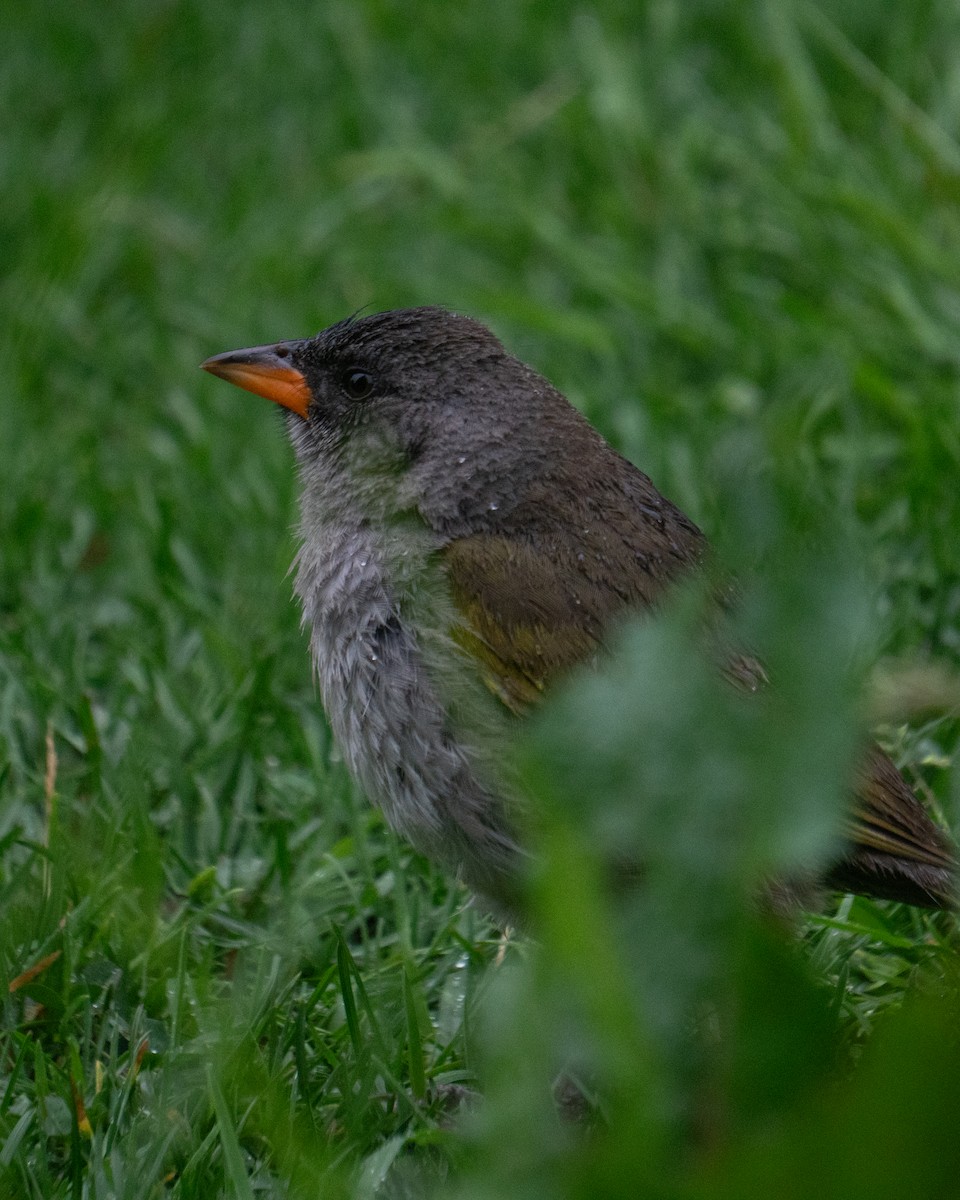 Great Pampa-Finch - ML649241511