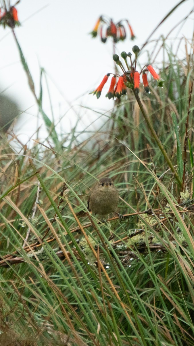 Itatiaia Spinetail - ML649241515
