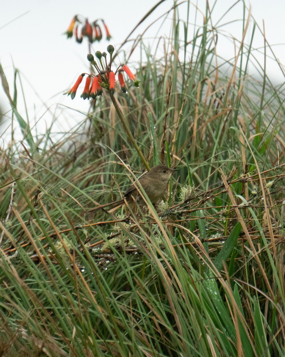 Itatiaia Spinetail - ML649241517