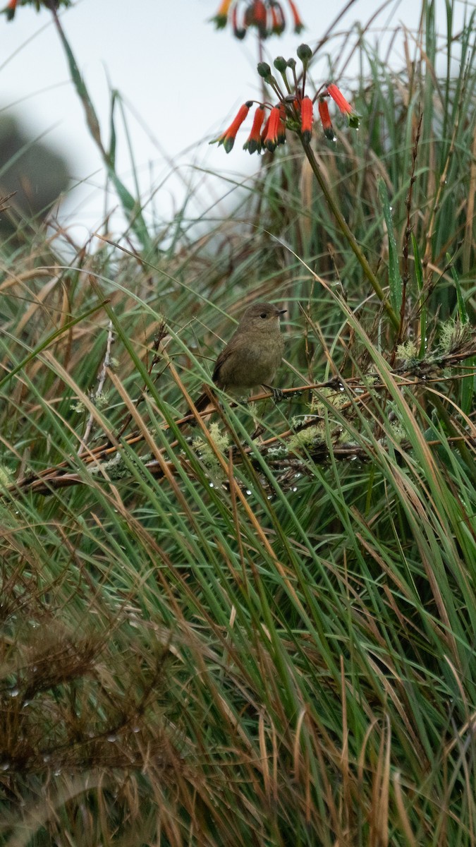 Itatiaia Spinetail - ML649241519