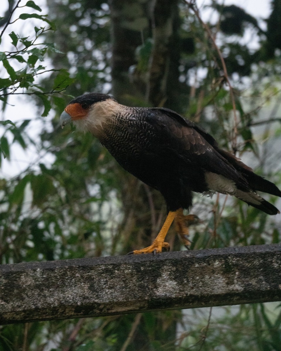 Crested Caracara - ML649241526