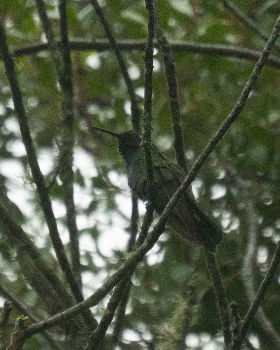 White-vented Violetear - Filipe Prates