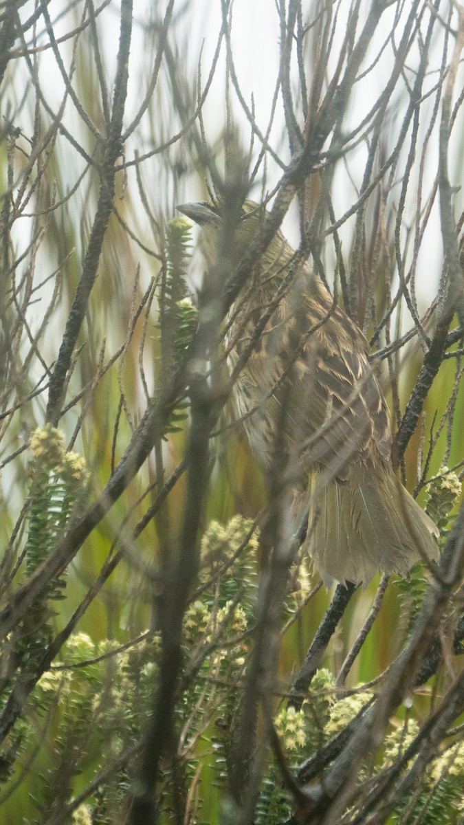 Great Pampa-Finch - ML649241538