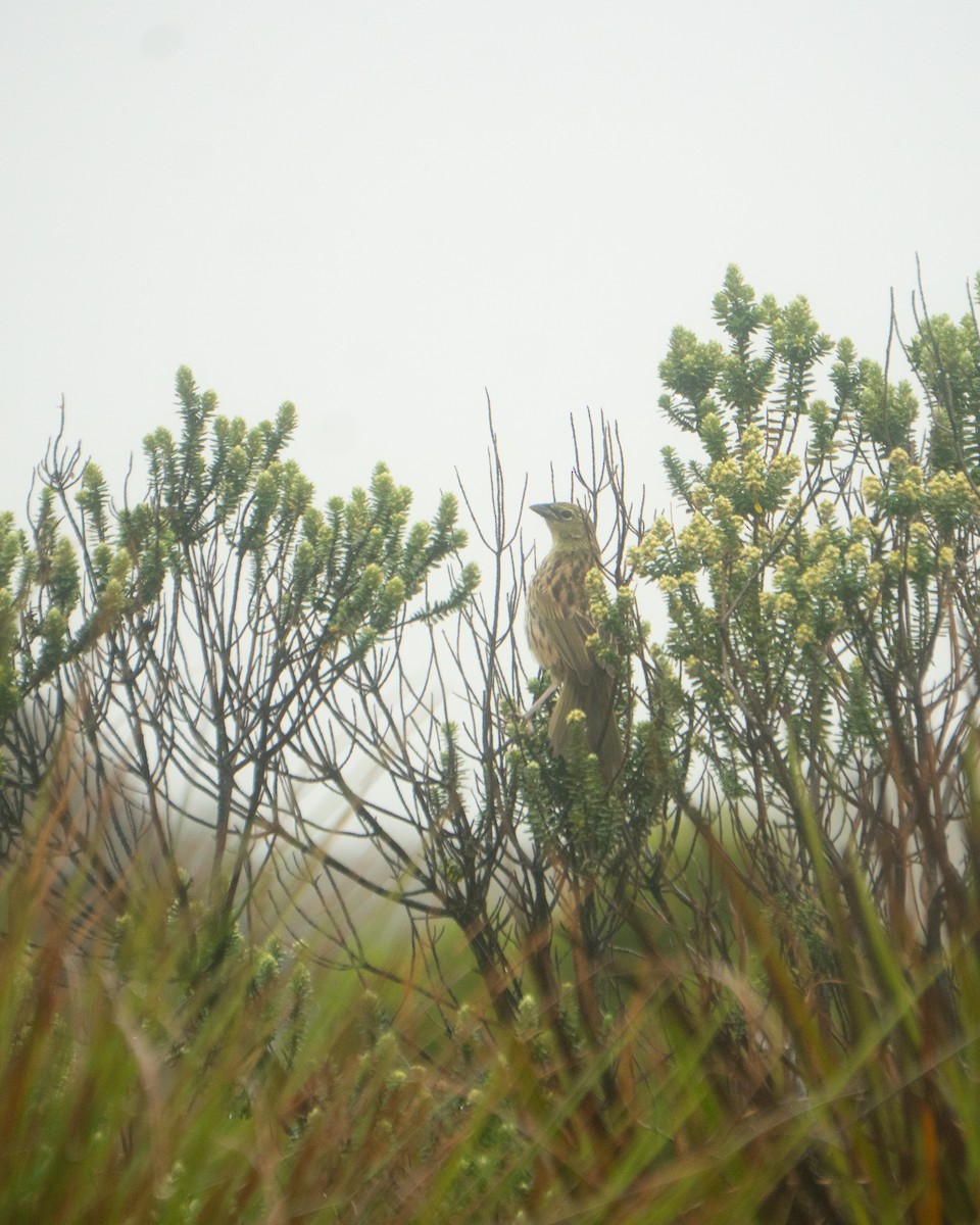 Great Pampa-Finch - ML649241539