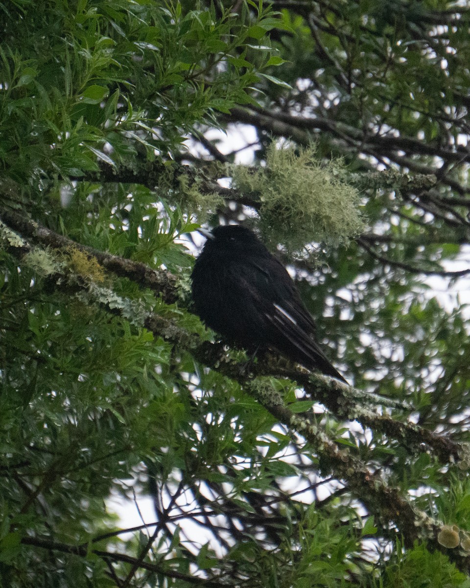 Velvety Black-Tyrant - Filipe Prates