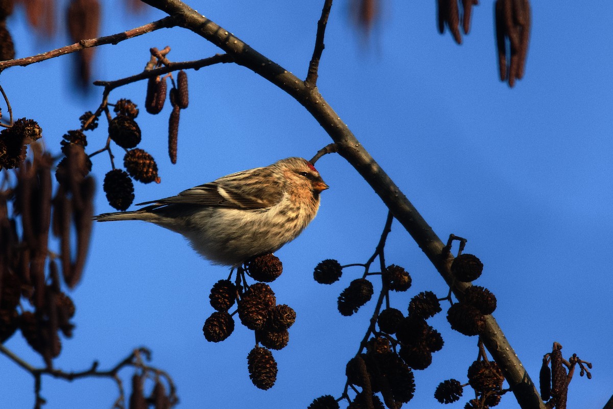 ベニヒワ（亜種 コベニヒワ exilipes） - ML649241772