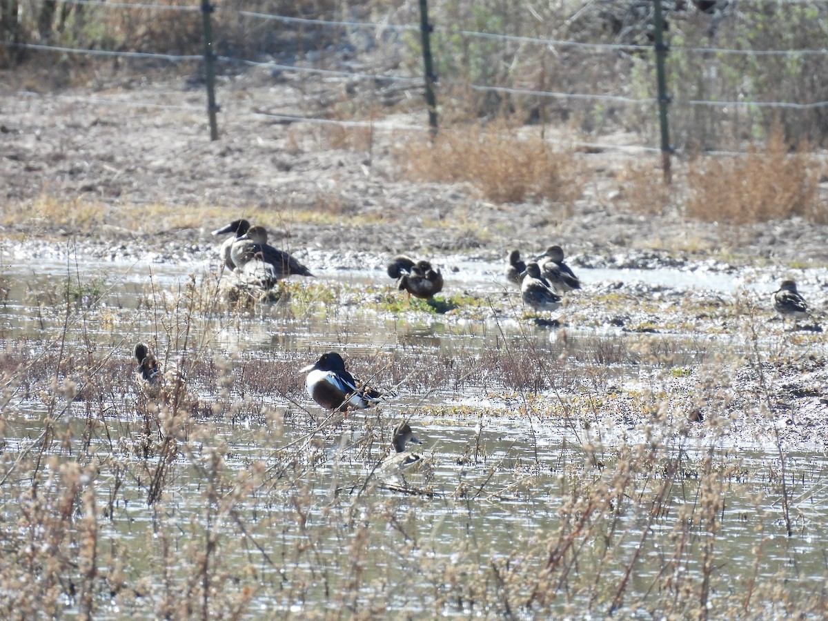 Northern Shoveler - ML649242350