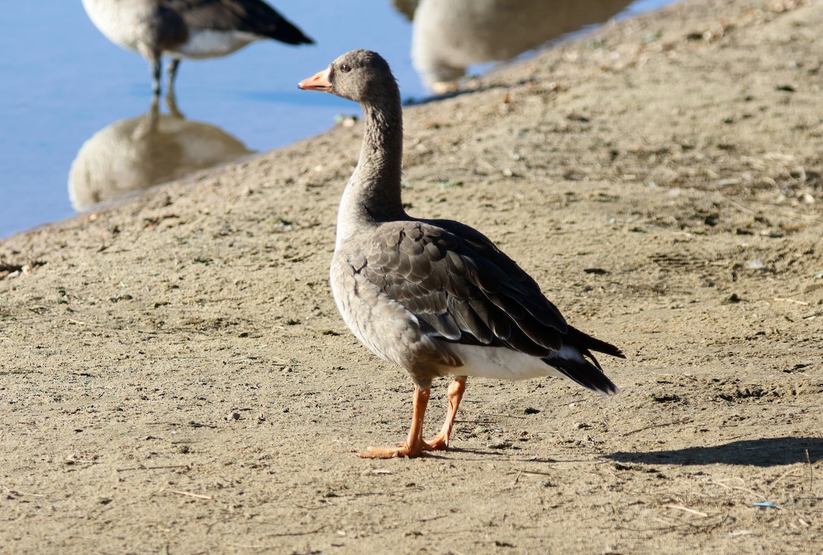 Гуска білолоба - ML649242356