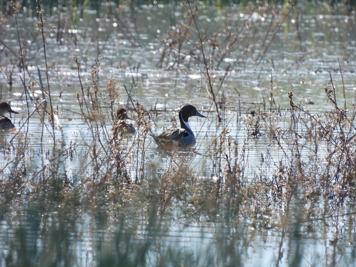 Northern Pintail - ML649242387