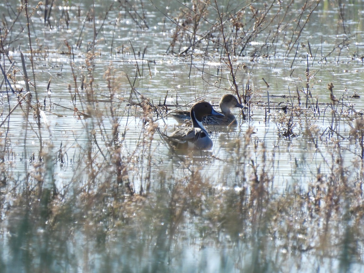 Northern Pintail - ML649242388