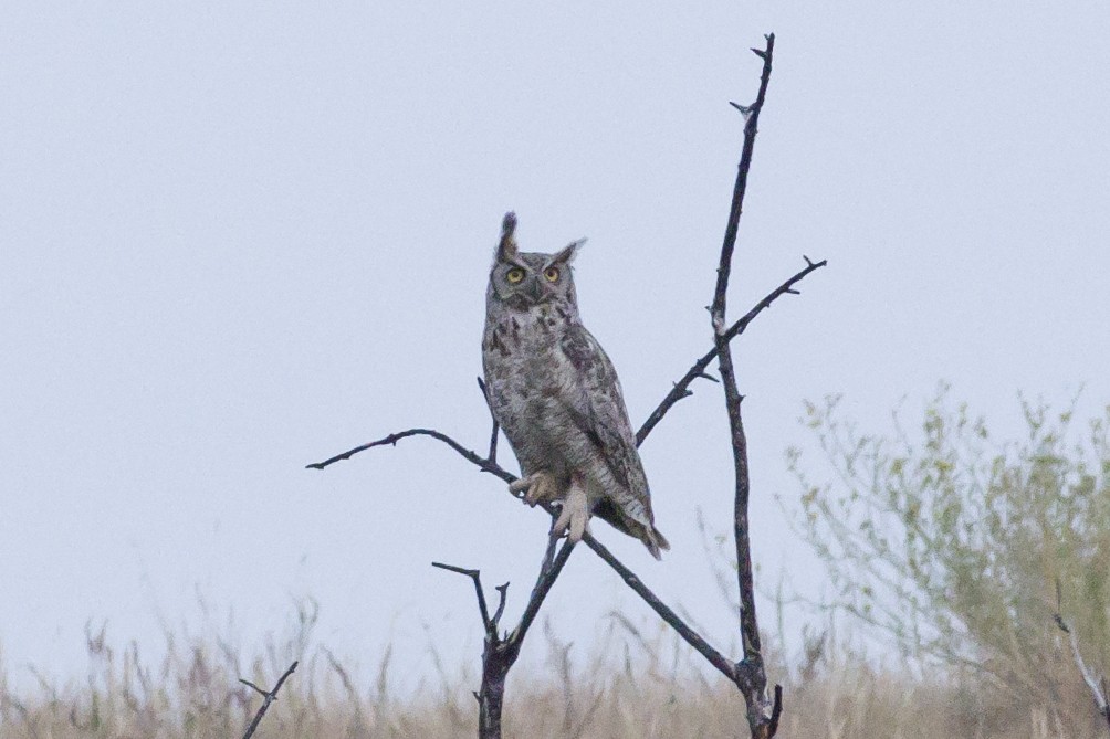 Great Horned Owl - Vincent Fyson