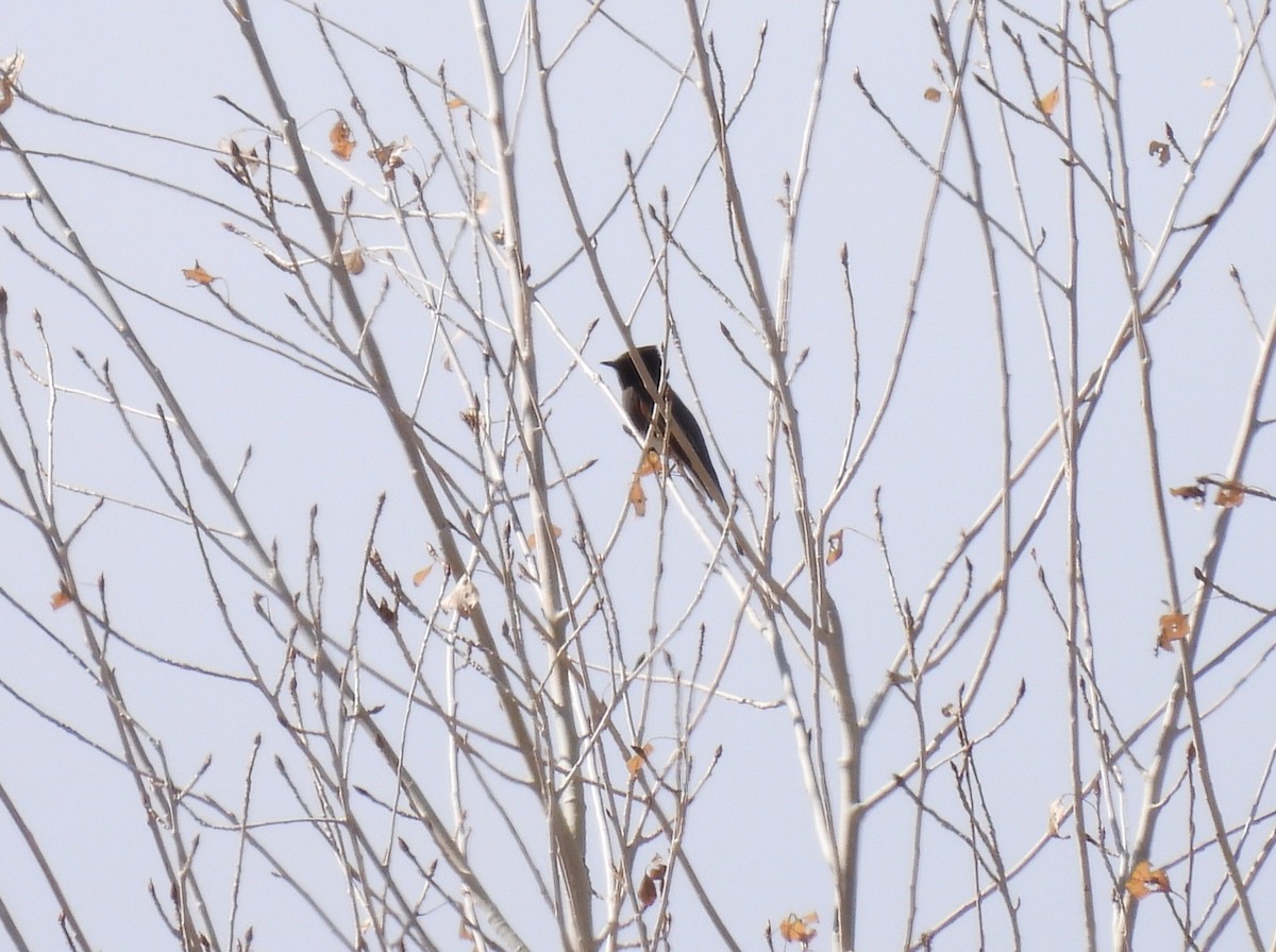 Black Phoebe - ML649242482