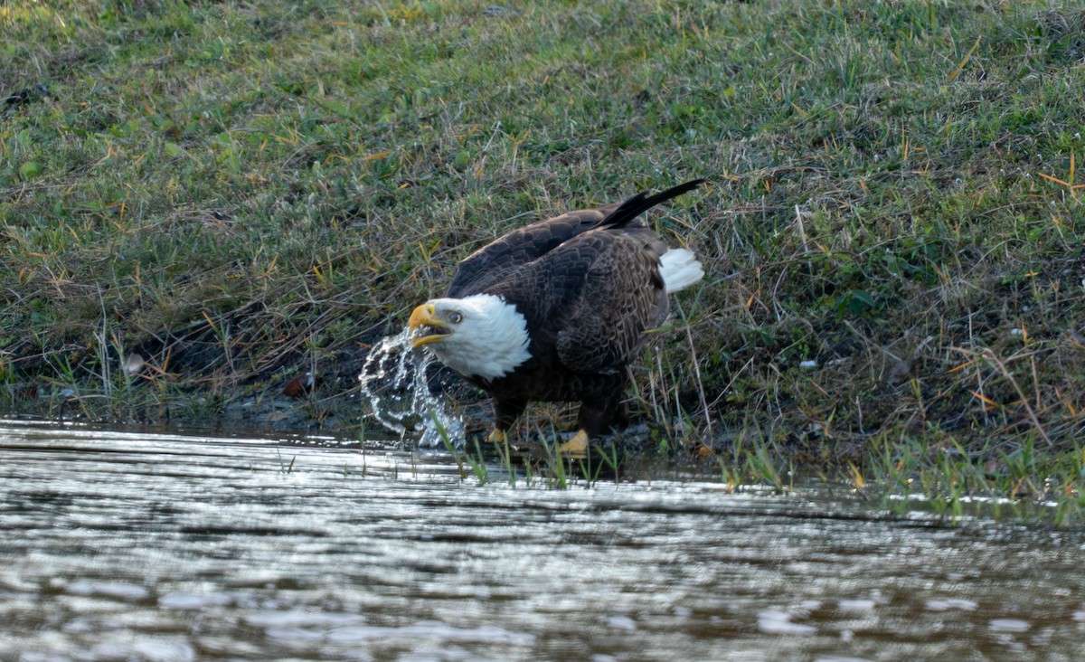 Орлан білоголовий - ML649242488