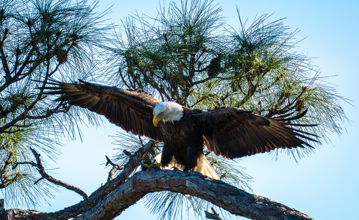 Орлан білоголовий - ML649242489