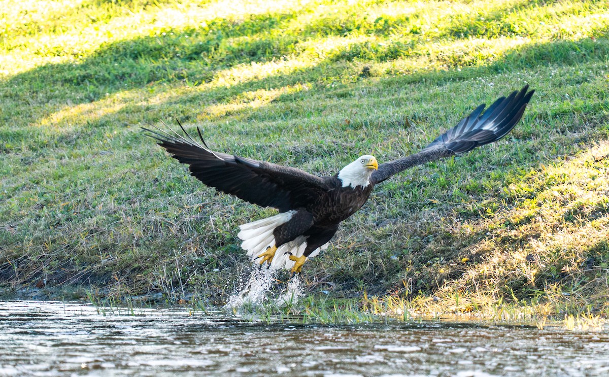 Орлан білоголовий - ML649242490