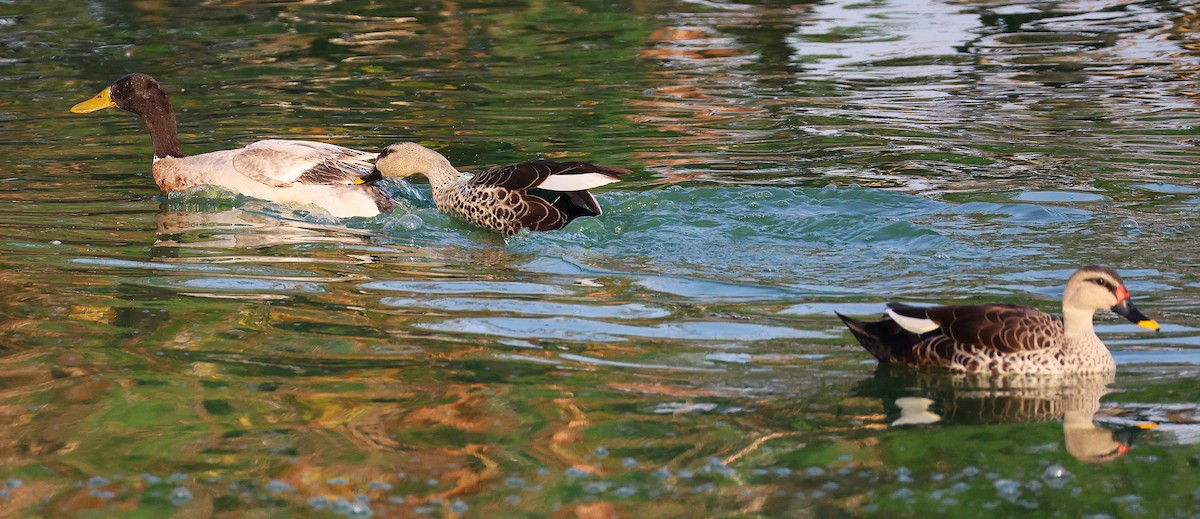 Крижень чорний - ML649242497