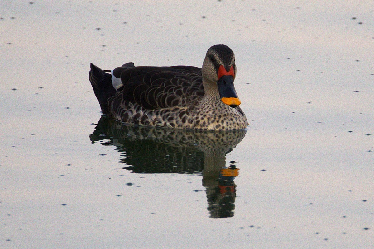 Крижень чорний - ML649242503