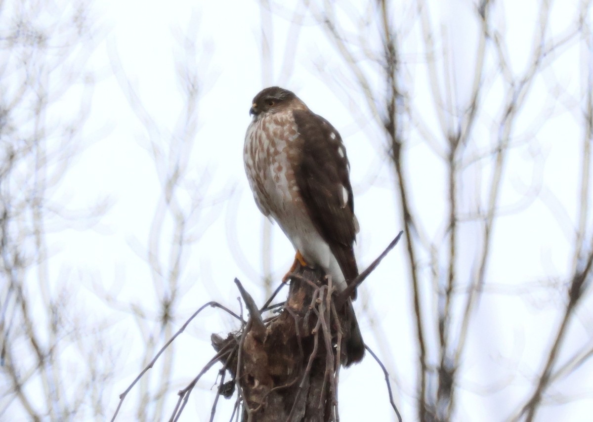 Яструб неоарктичний - ML649242505