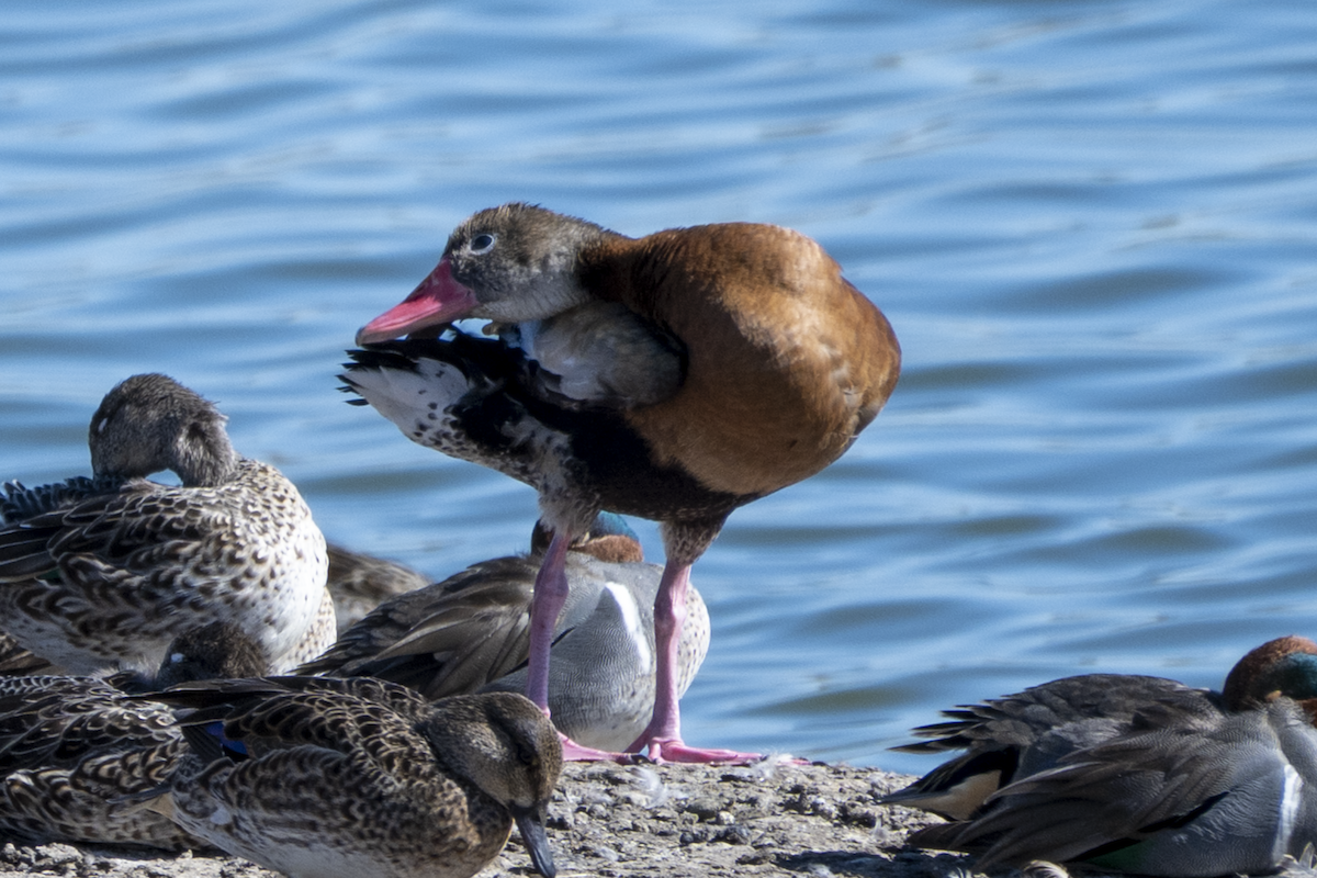 Свистач червонодзьобий - ML649242506