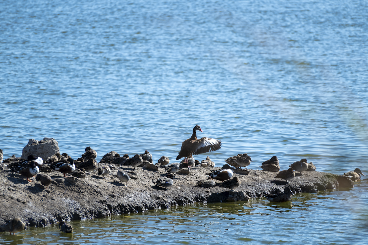 Свистач червонодзьобий - ML649242507