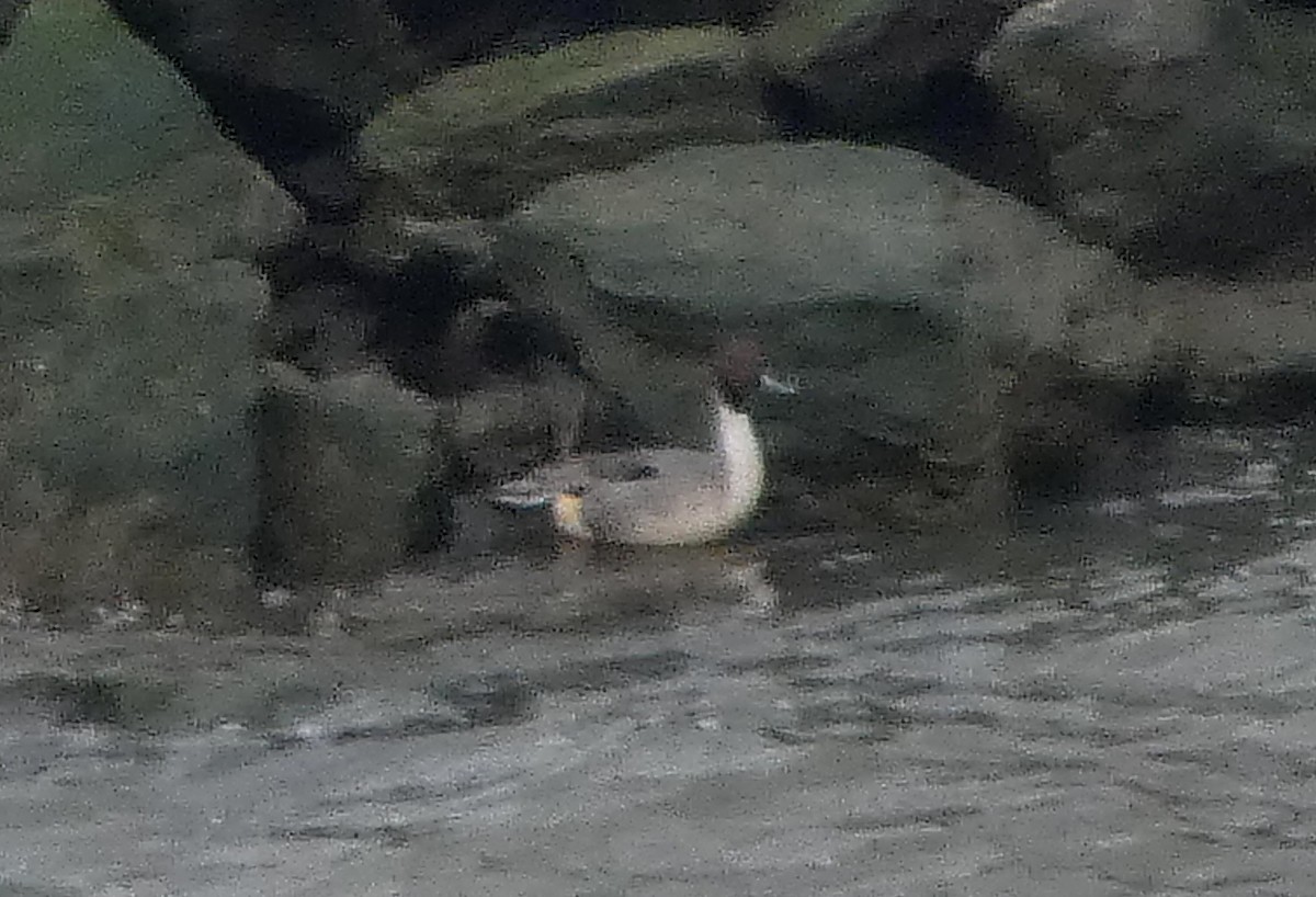 Шилохвіст північний - ML649242508