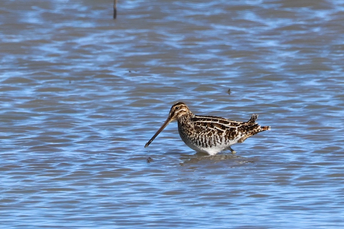 Баранець американський - ML649242509