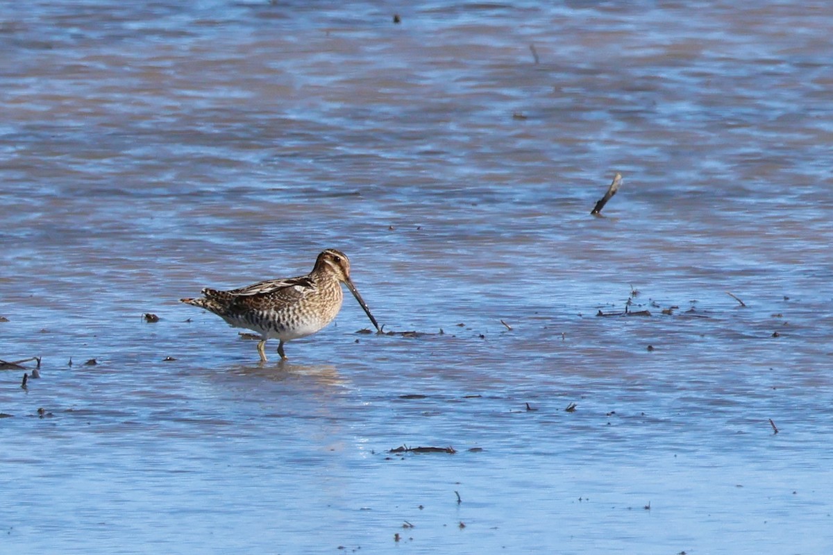 Баранець американський - ML649242510