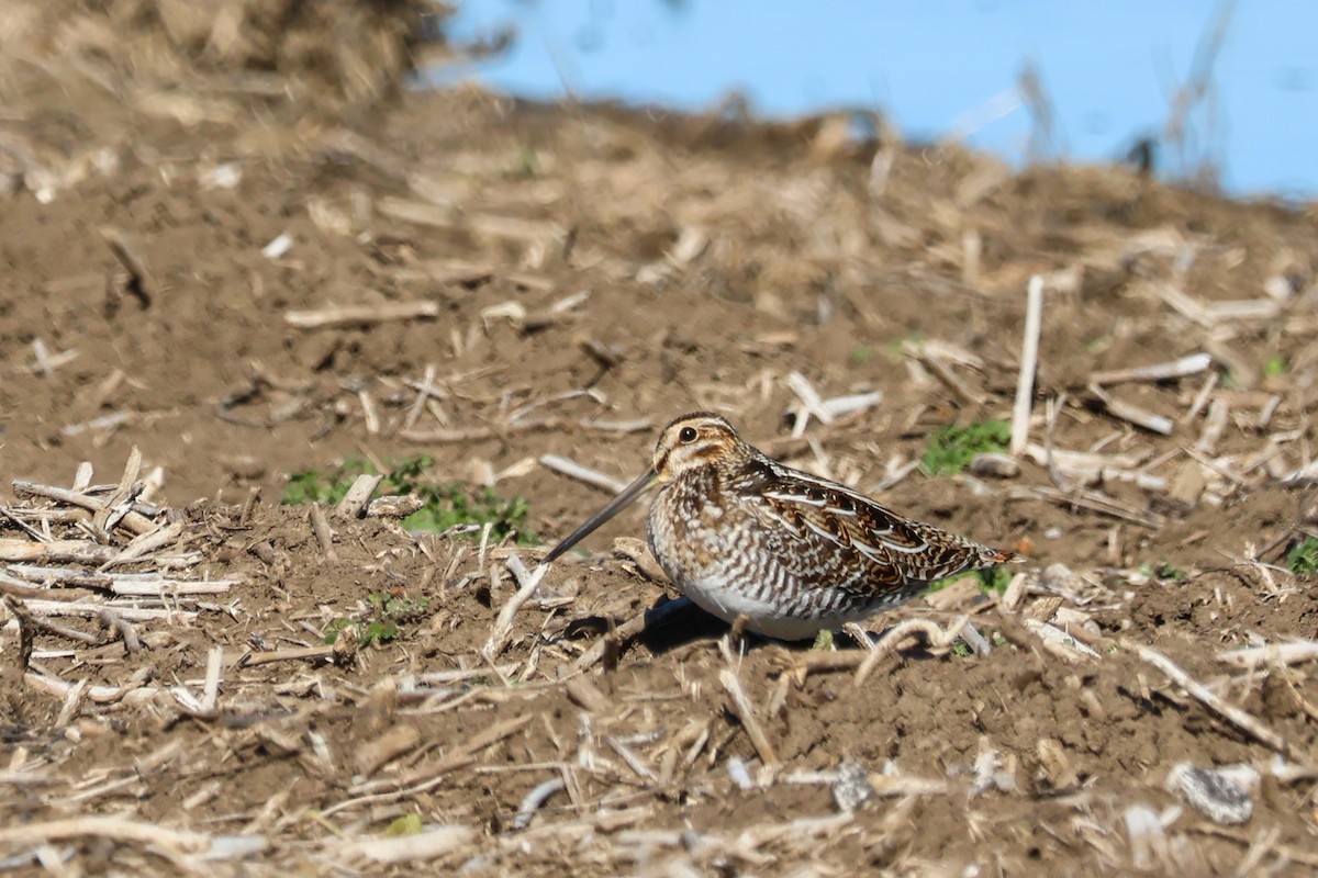 Баранець американський - ML649242512
