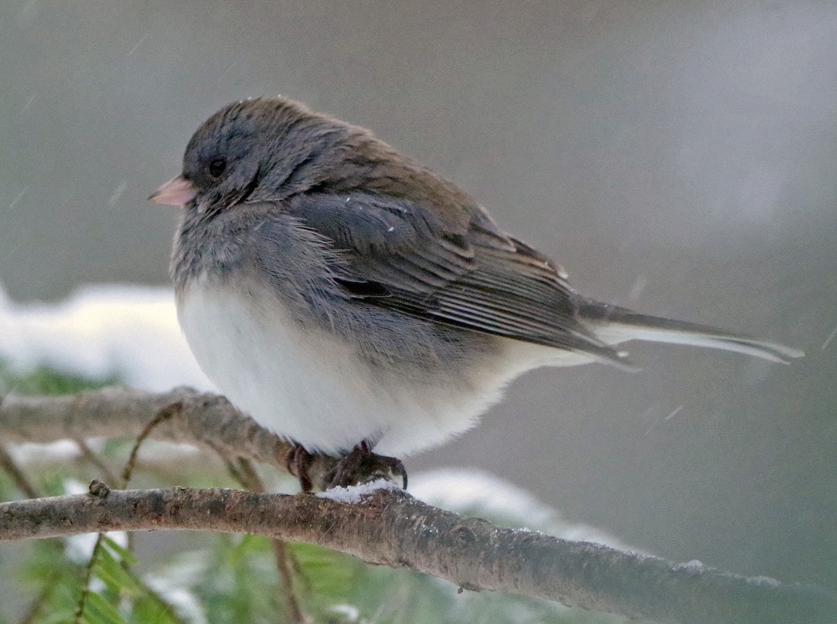 Юнко сірий (підвид hyemalis/carolinensis) - ML649242517