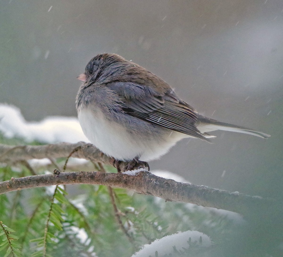 Юнко сірий (підвид hyemalis/carolinensis) - ML649242518