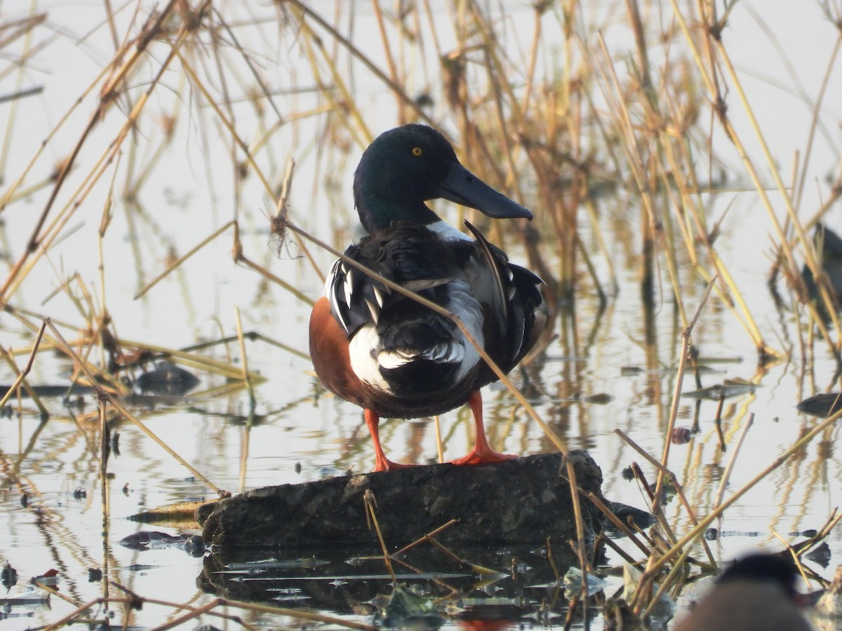 Широконіска північна - ML649242519