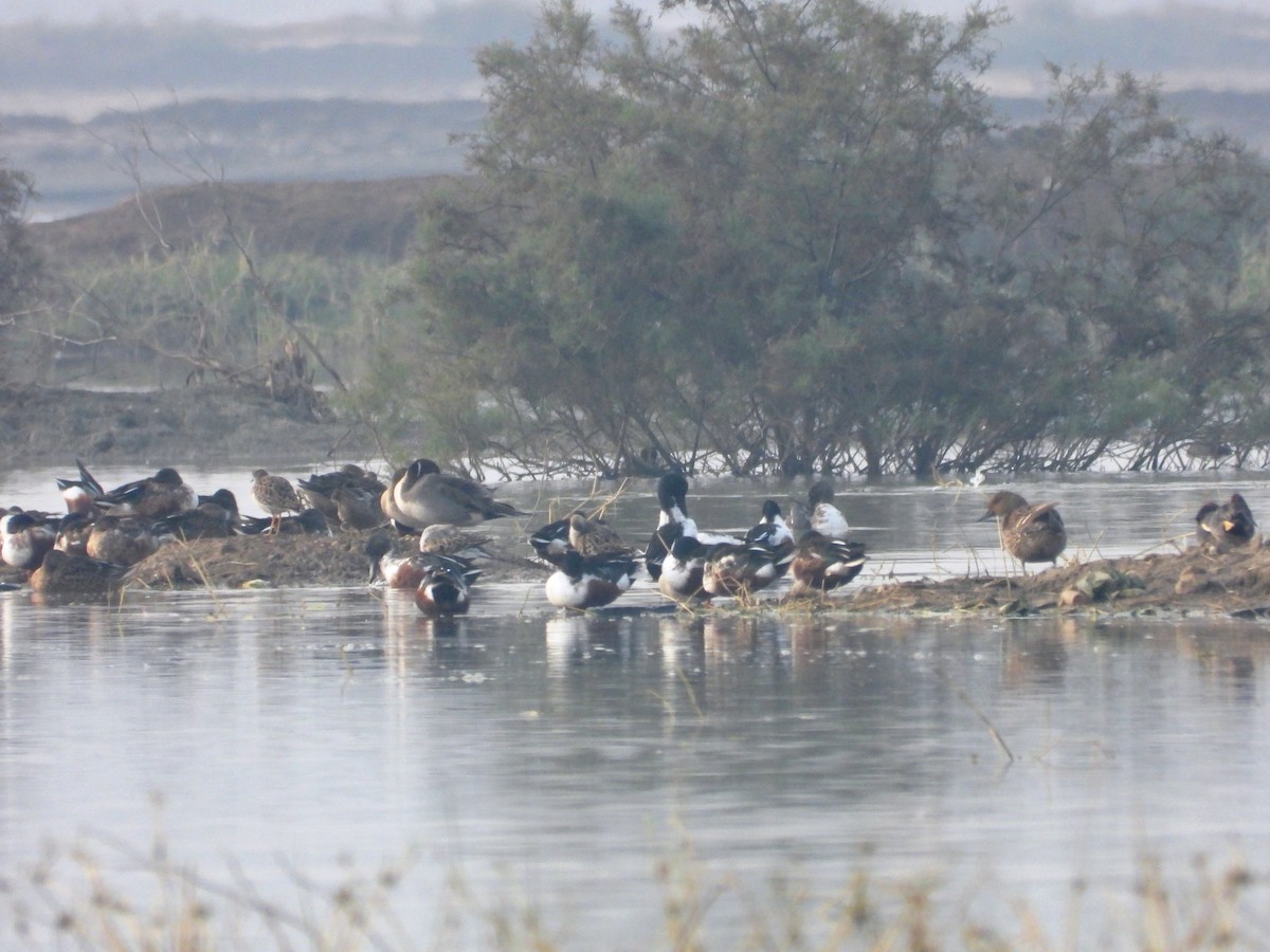 Широконіска північна - ML649242521