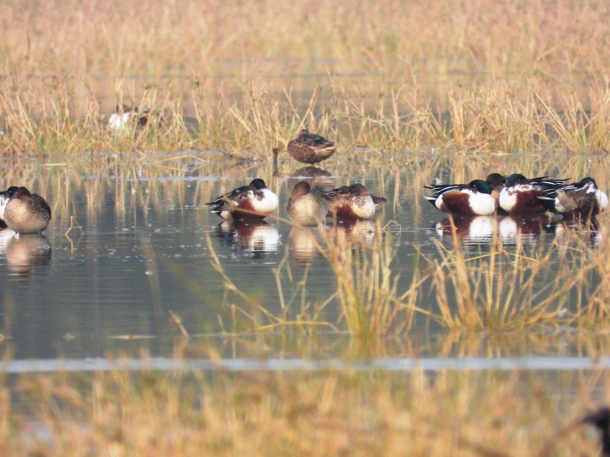 Широконіска північна - ML649242522