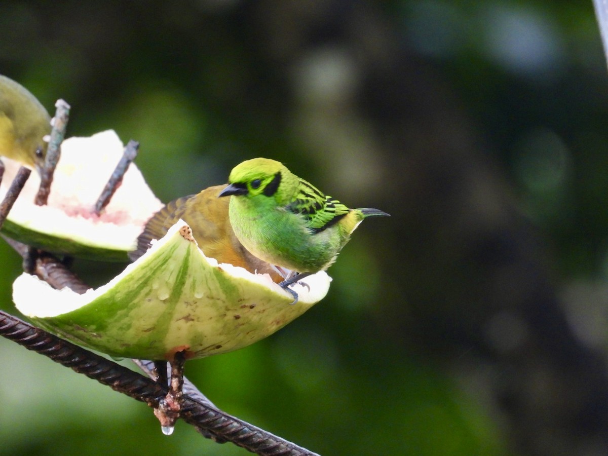 Танагра смарагдова - ML649242523