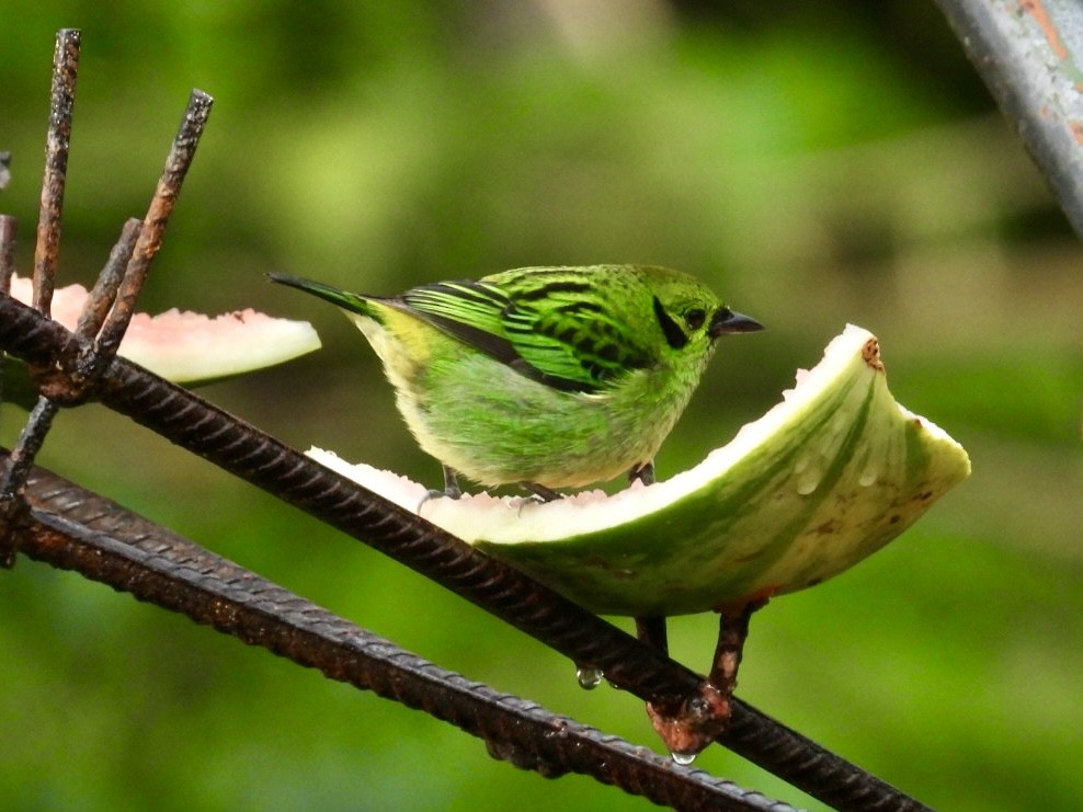 Танагра смарагдова - ML649242524