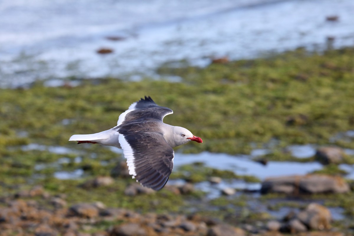 Мартин магеланський - ML649242525