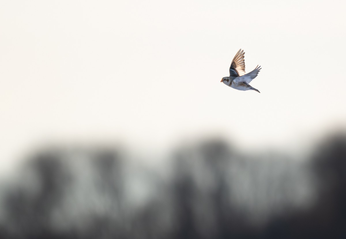 Пуночка снігова - ML649242526