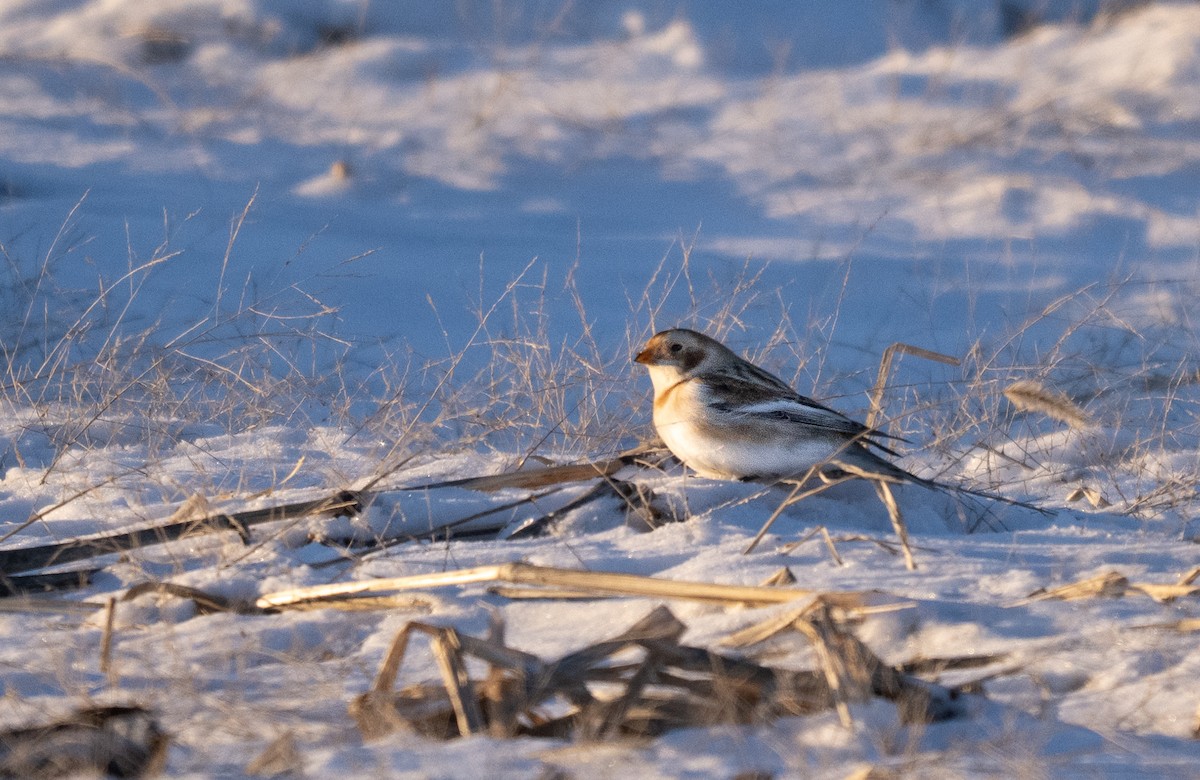 Пуночка снігова - ML649242527