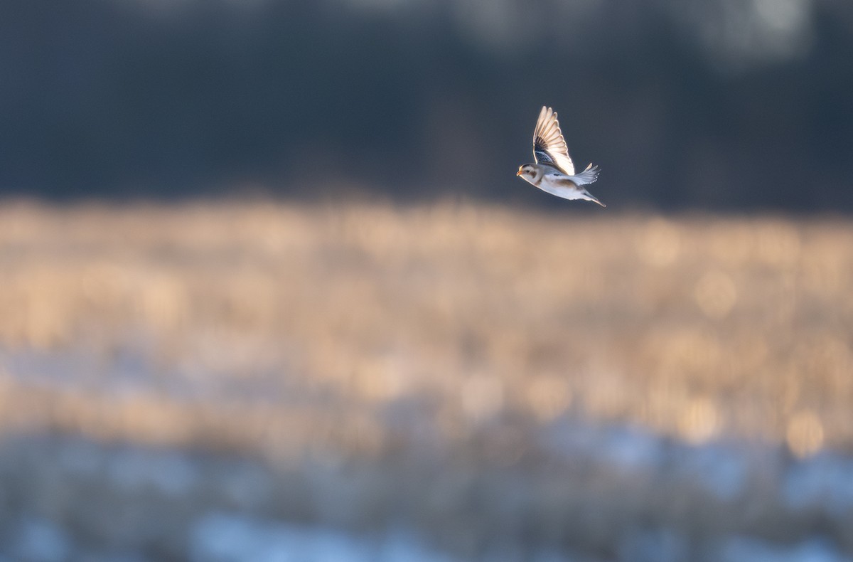 Пуночка снігова - ML649242529
