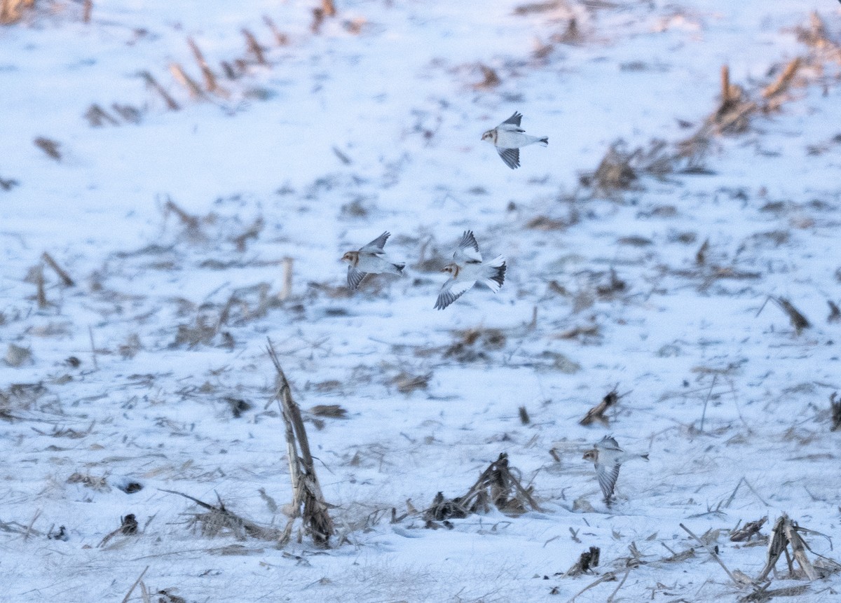 Пуночка снігова - ML649242530