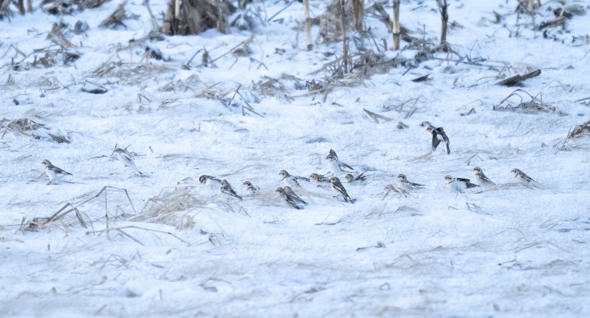 Пуночка снігова - ML649242531